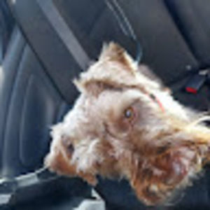 Meet your Posher, Frank